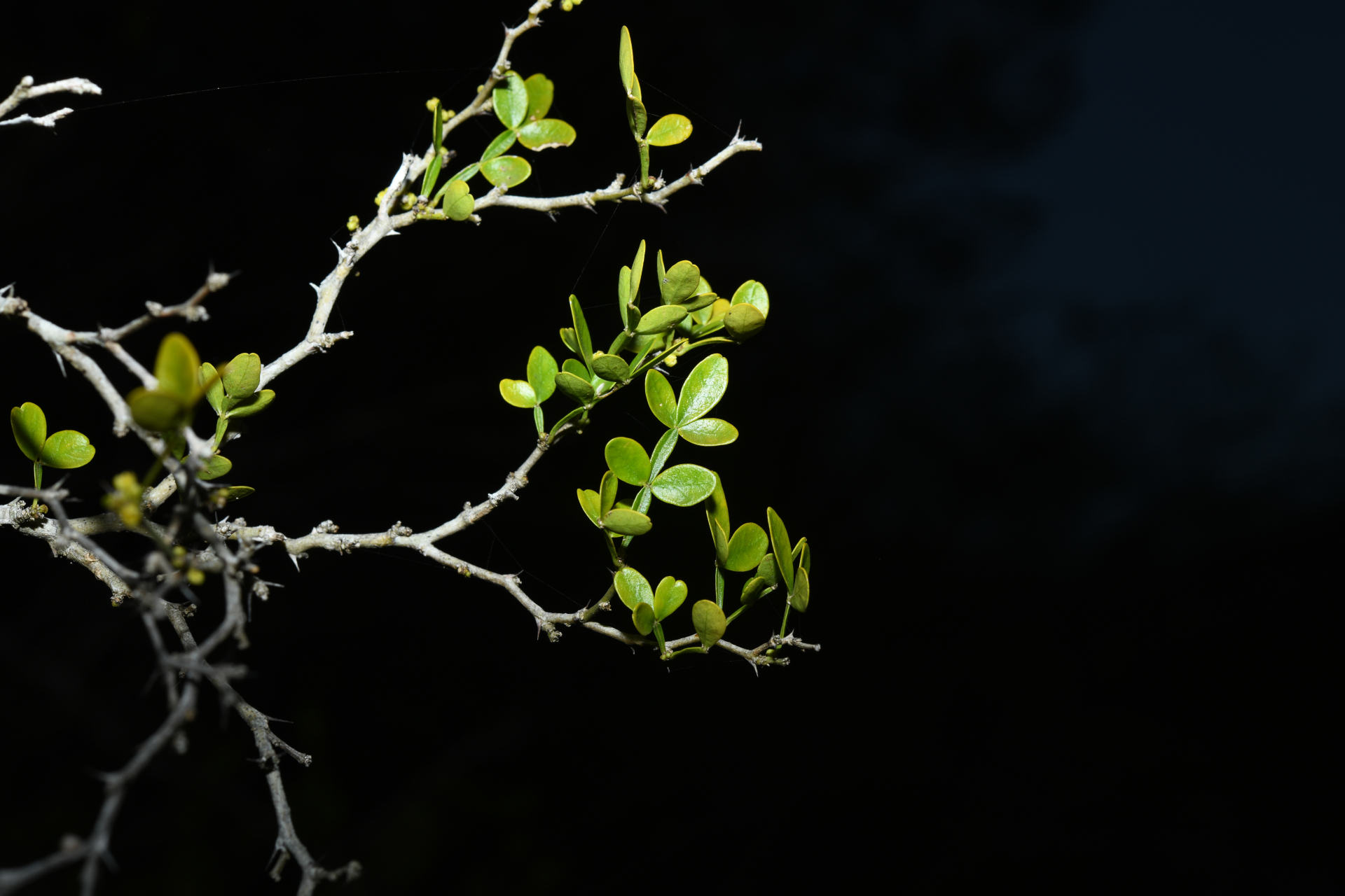 Zanthoxylum tragodes (L.) DC. - Photo Bivouac Naturaliste