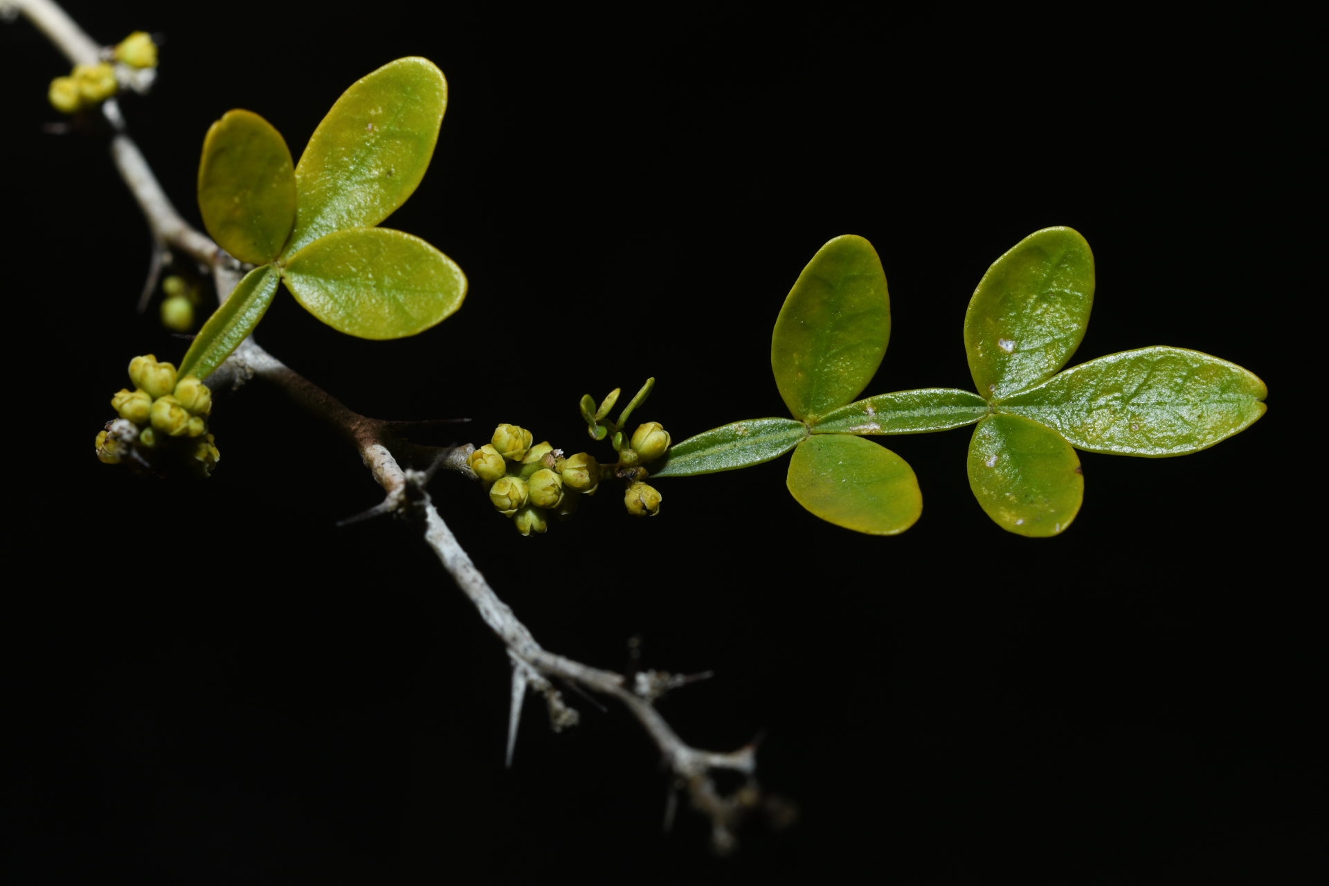 Zanthoxylum tragodes (L.) DC. - Photo Bivouac Naturaliste
