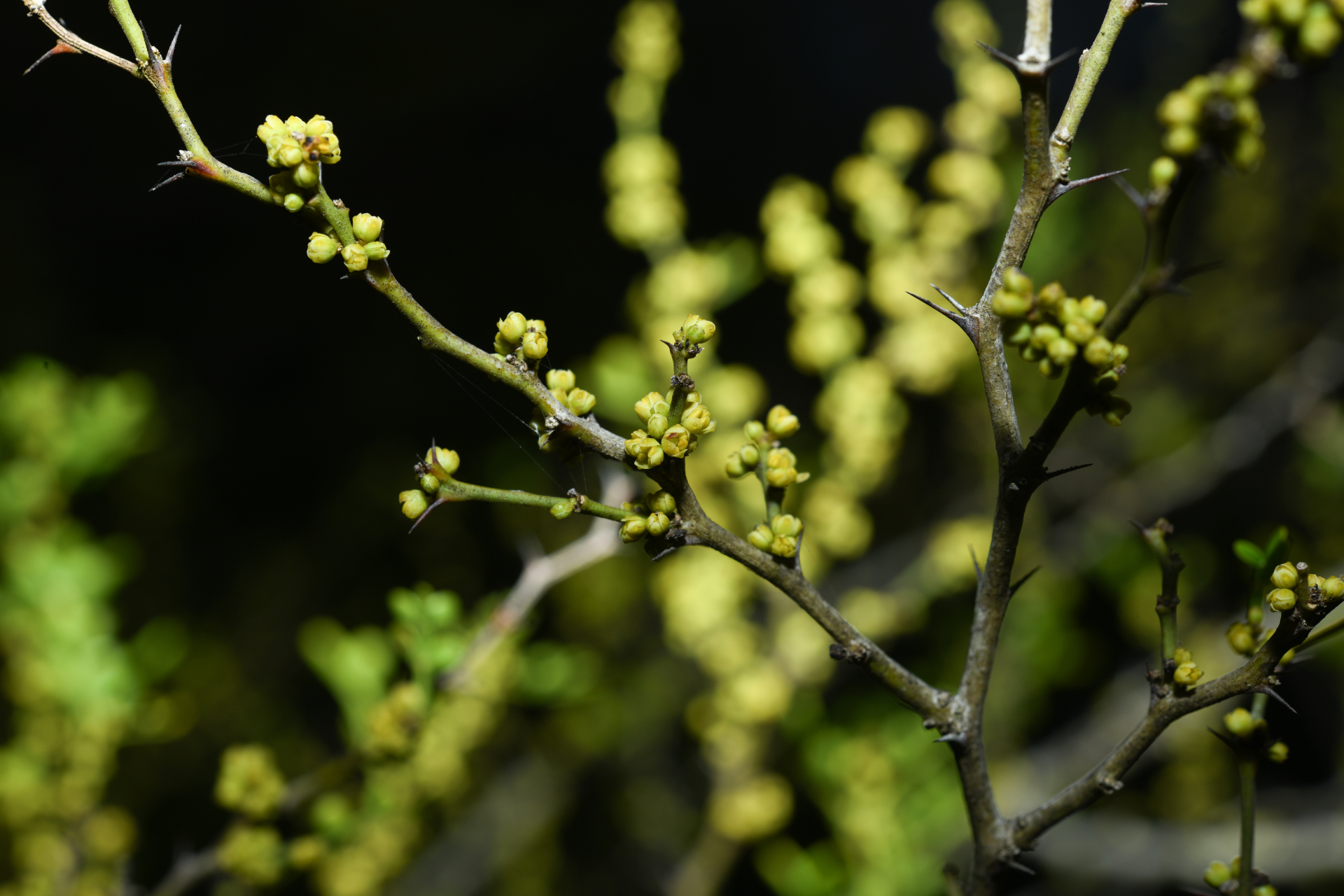 Zanthoxylum tragodes (L.) DC. - Photo Bivouac Naturaliste