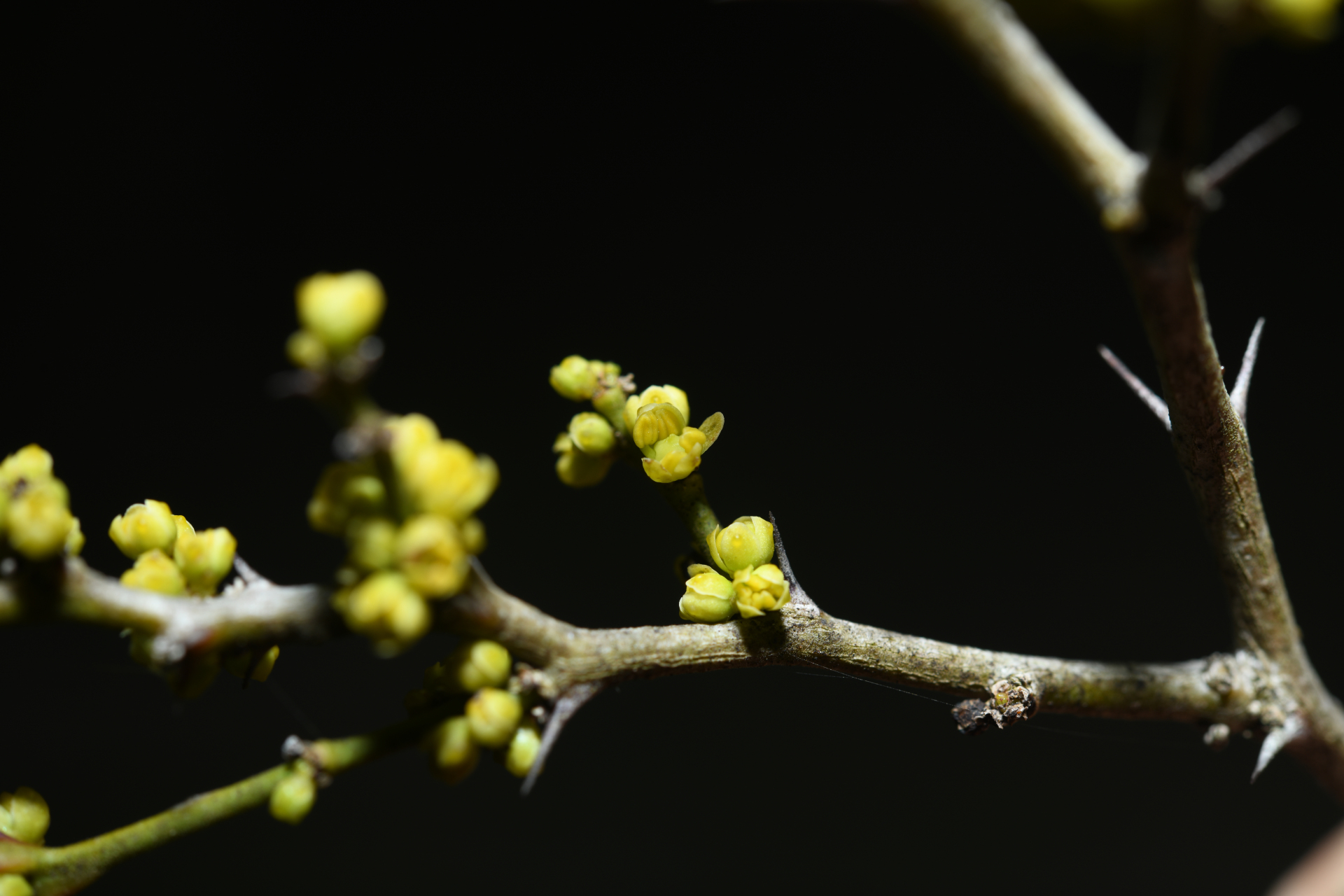 Zanthoxylum tragodes (L.) DC. - Photo Bivouac Naturaliste