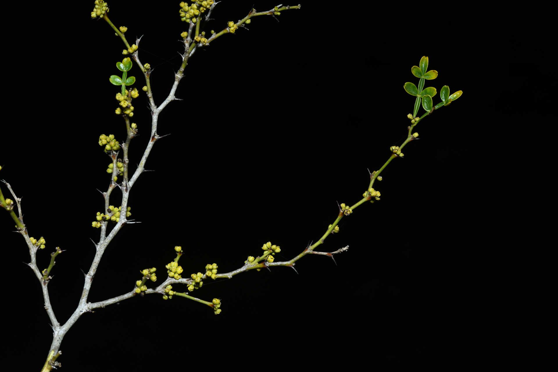 Zanthoxylum tragodes (L.) DC. - Photo Bivouac Naturaliste