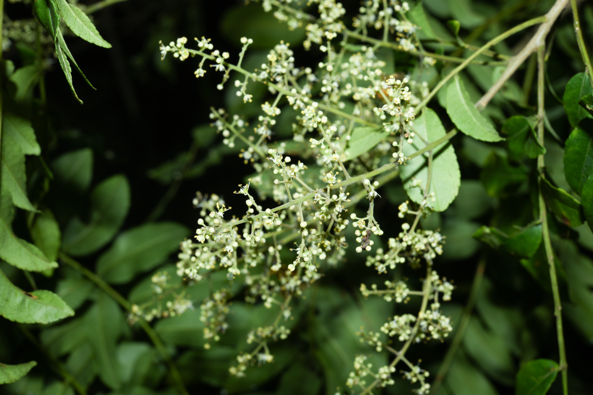 Zanthoxylum rhoifolium Lam. - Photo Bivouac Naturaliste