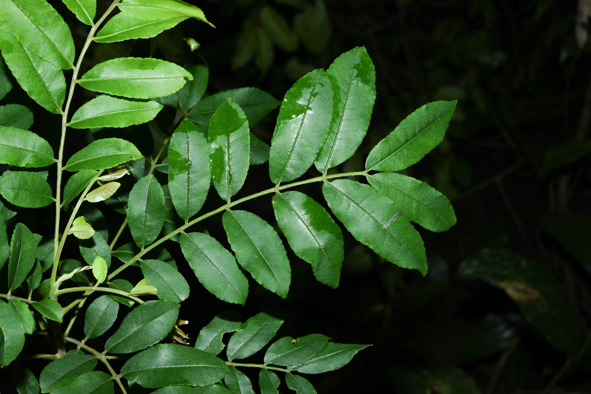 Zanthoxylum rhoifolium Lam. - Photo Bivouac Naturaliste