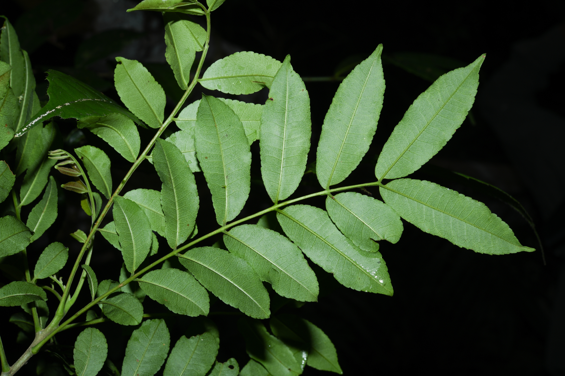 Zanthoxylum rhoifolium Lam. - Photo Bivouac Naturaliste