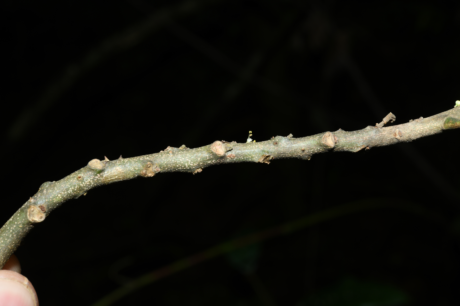 Zanthoxylum rhoifolium Lam. - Photo Bivouac Naturaliste