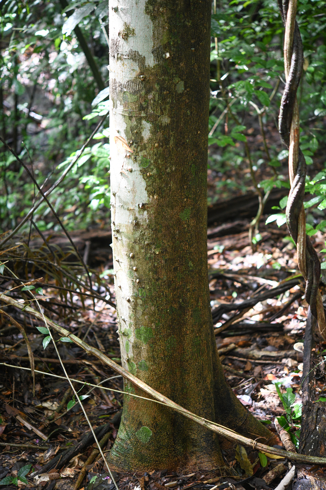 Zanthoxylum rhoifolium Lam. - Photo Bivouac Naturaliste