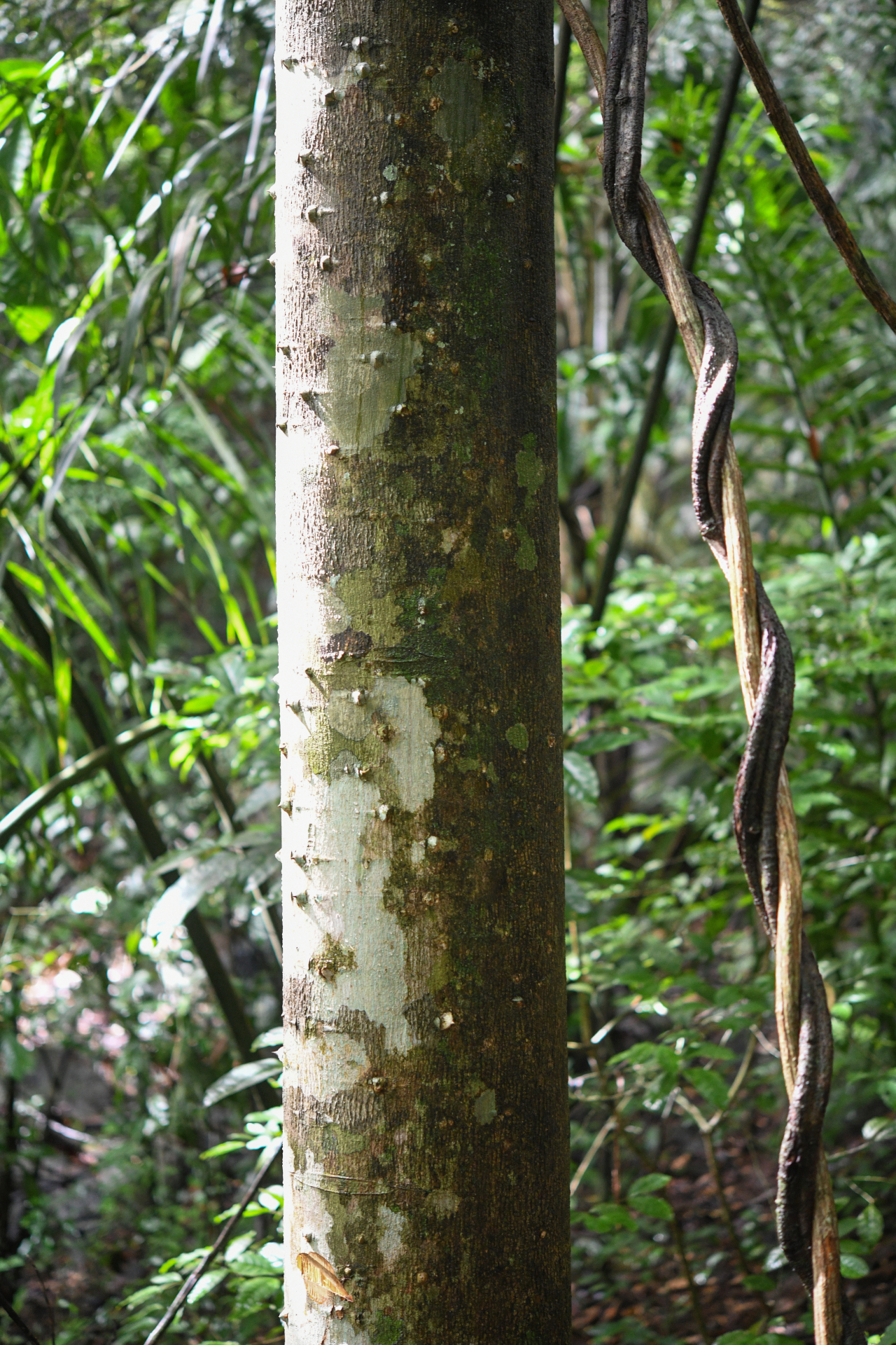 Zanthoxylum rhoifolium Lam. - Photo Bivouac Naturaliste