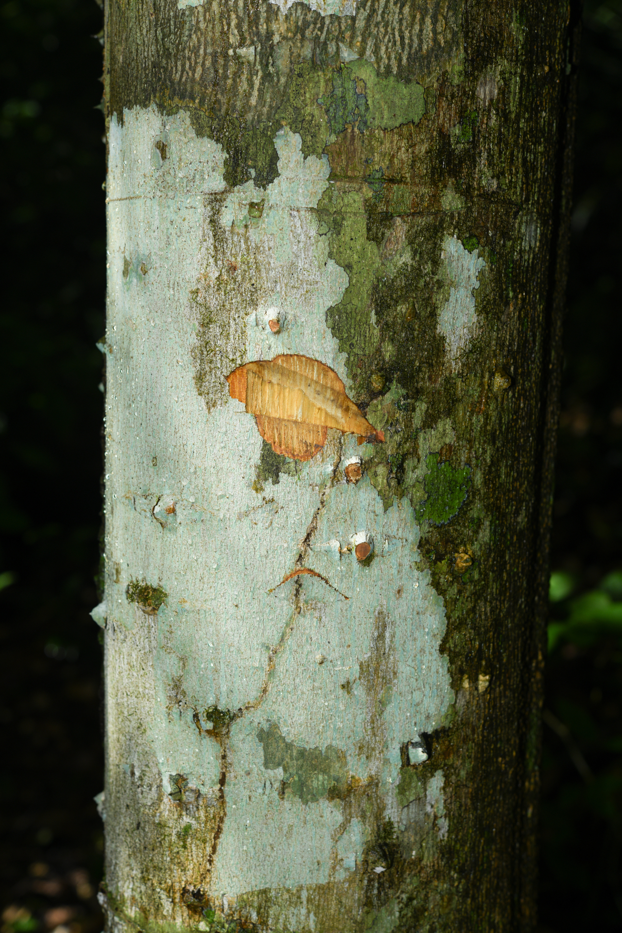 Zanthoxylum rhoifolium Lam. - Photo Bivouac Naturaliste