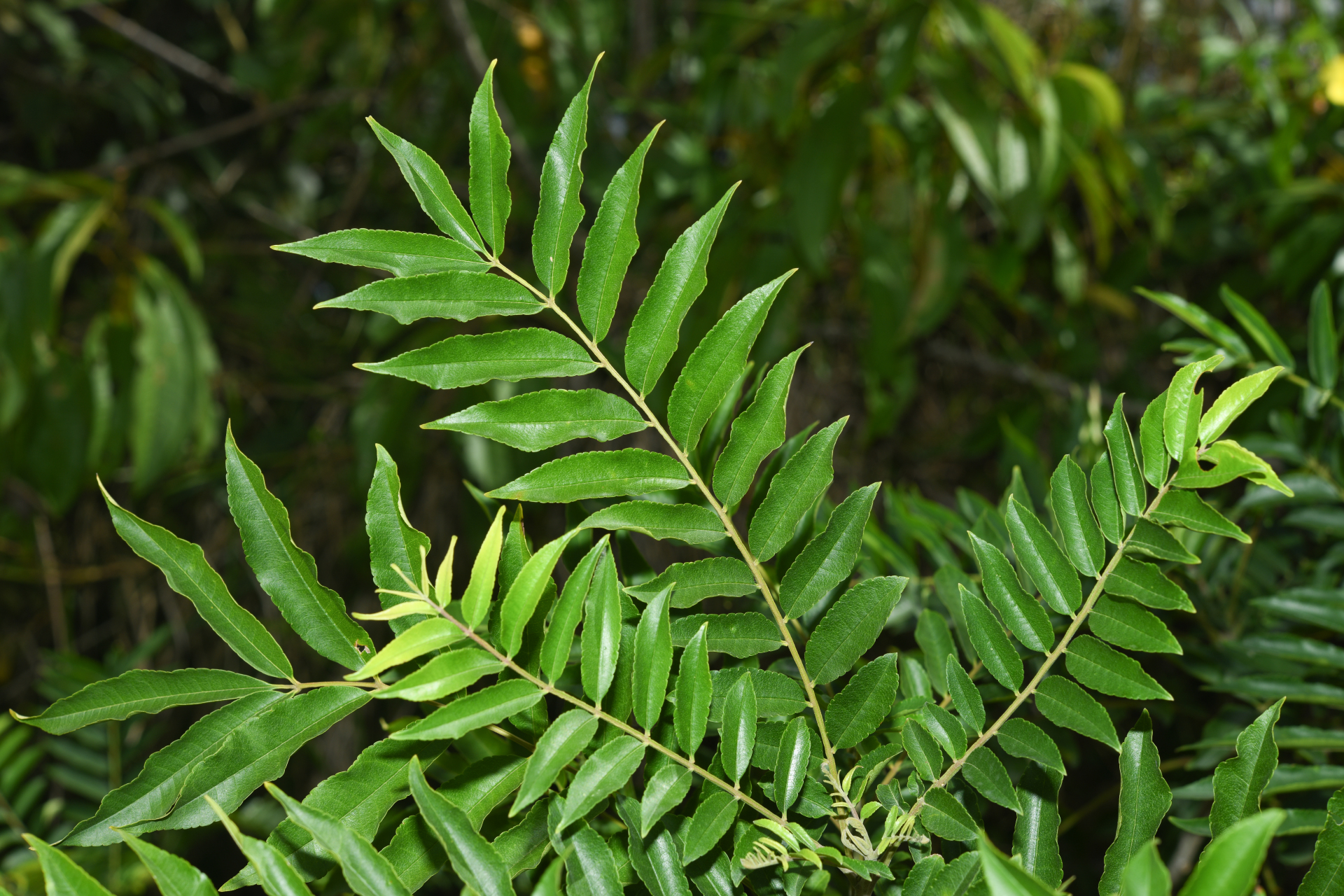 Zanthoxylum rhoifolium Lam. - Photo Bivouac Naturaliste
