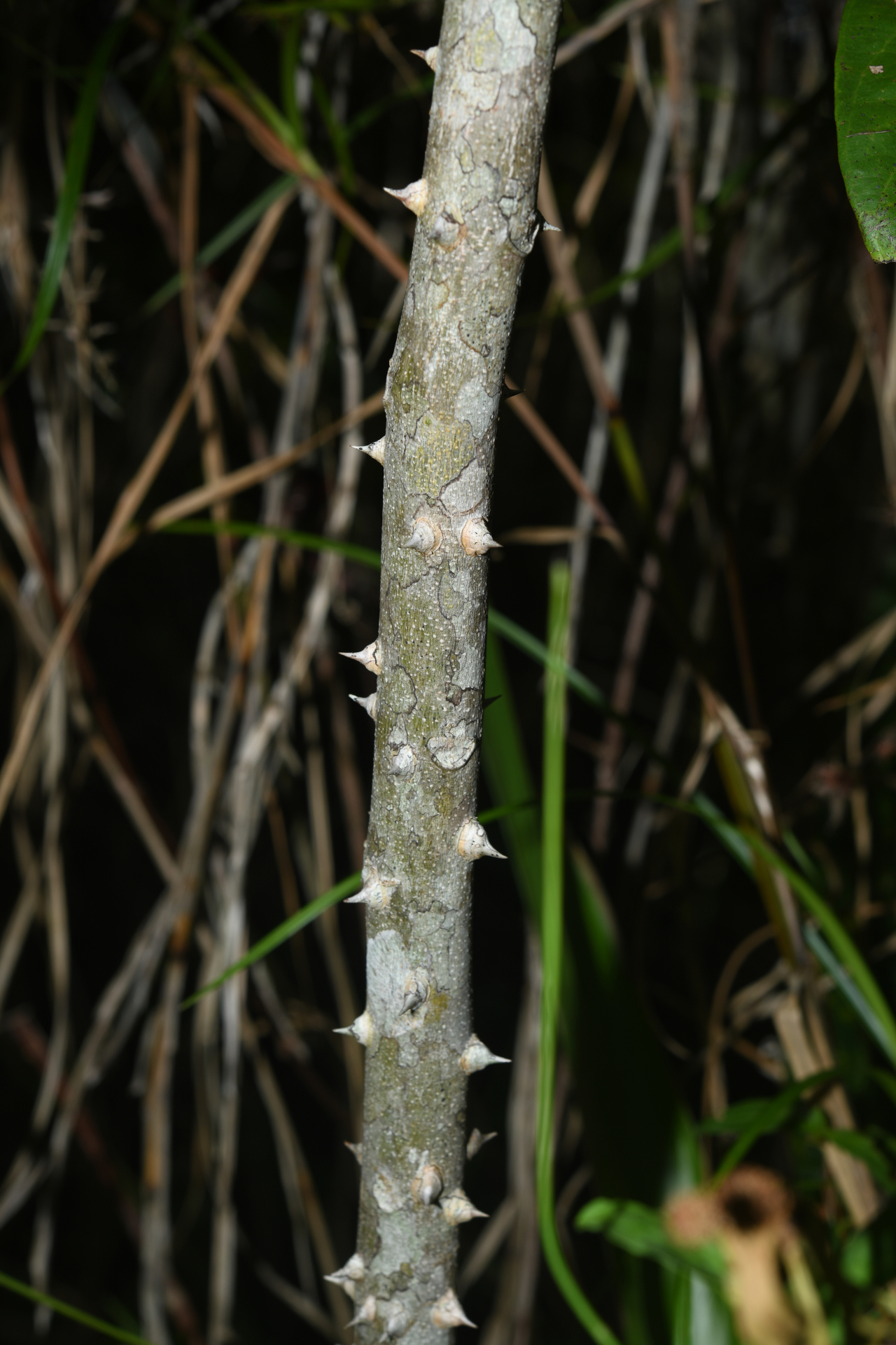 Zanthoxylum rhoifolium Lam. - Photo Bivouac Naturaliste