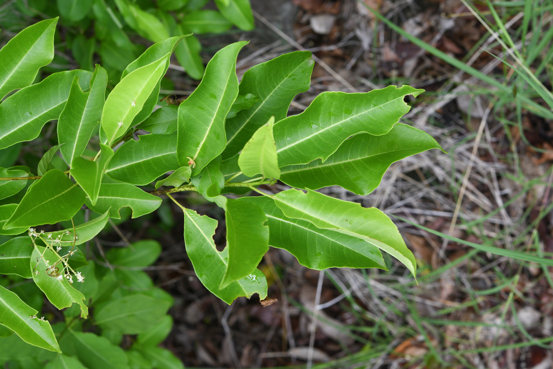 Zanthoxylum monophyllum (Lam.) P.Wilson - Photo Bivouac Naturaliste