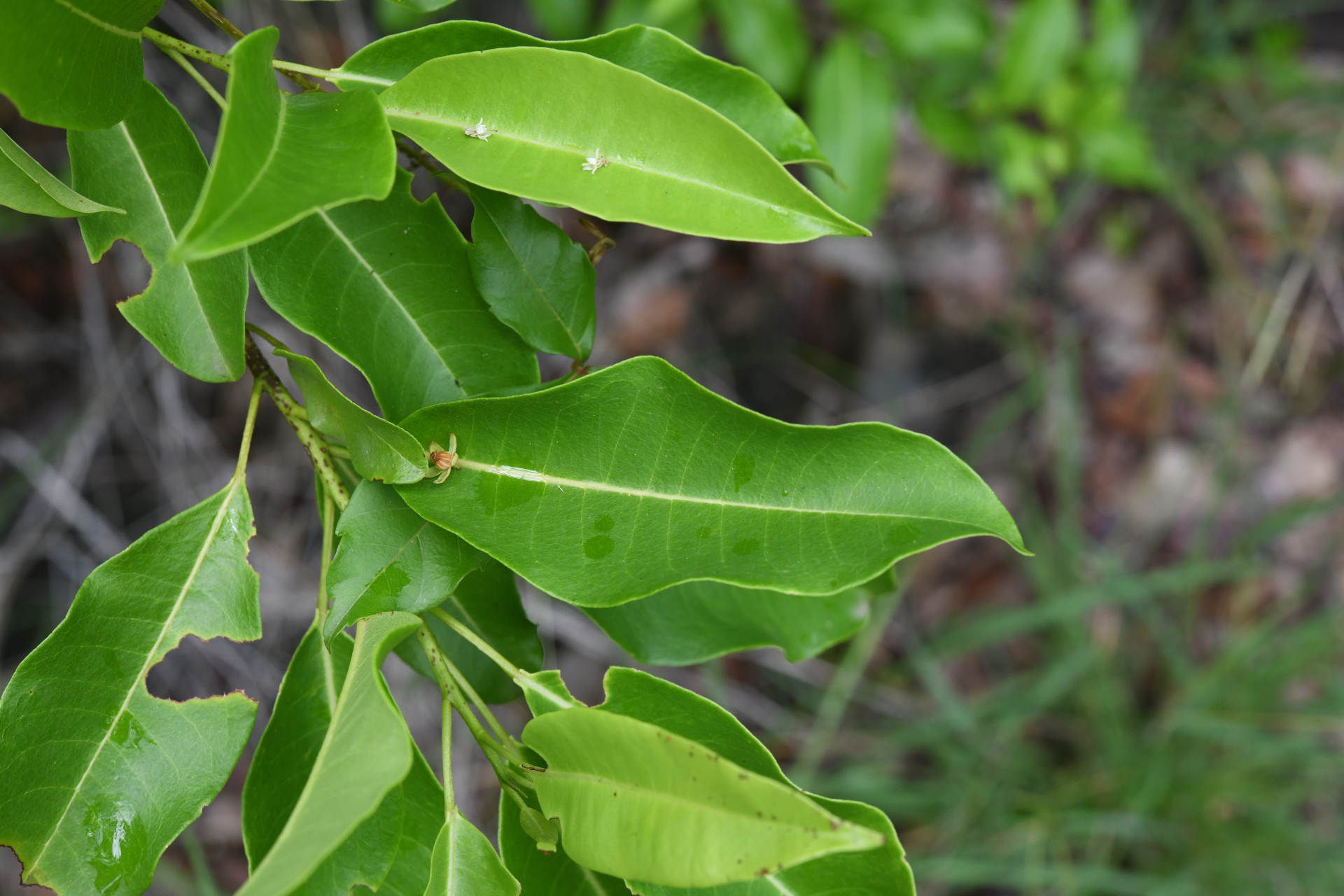 Zanthoxylum monophyllum (Lam.) P.Wilson - Photo Bivouac Naturaliste