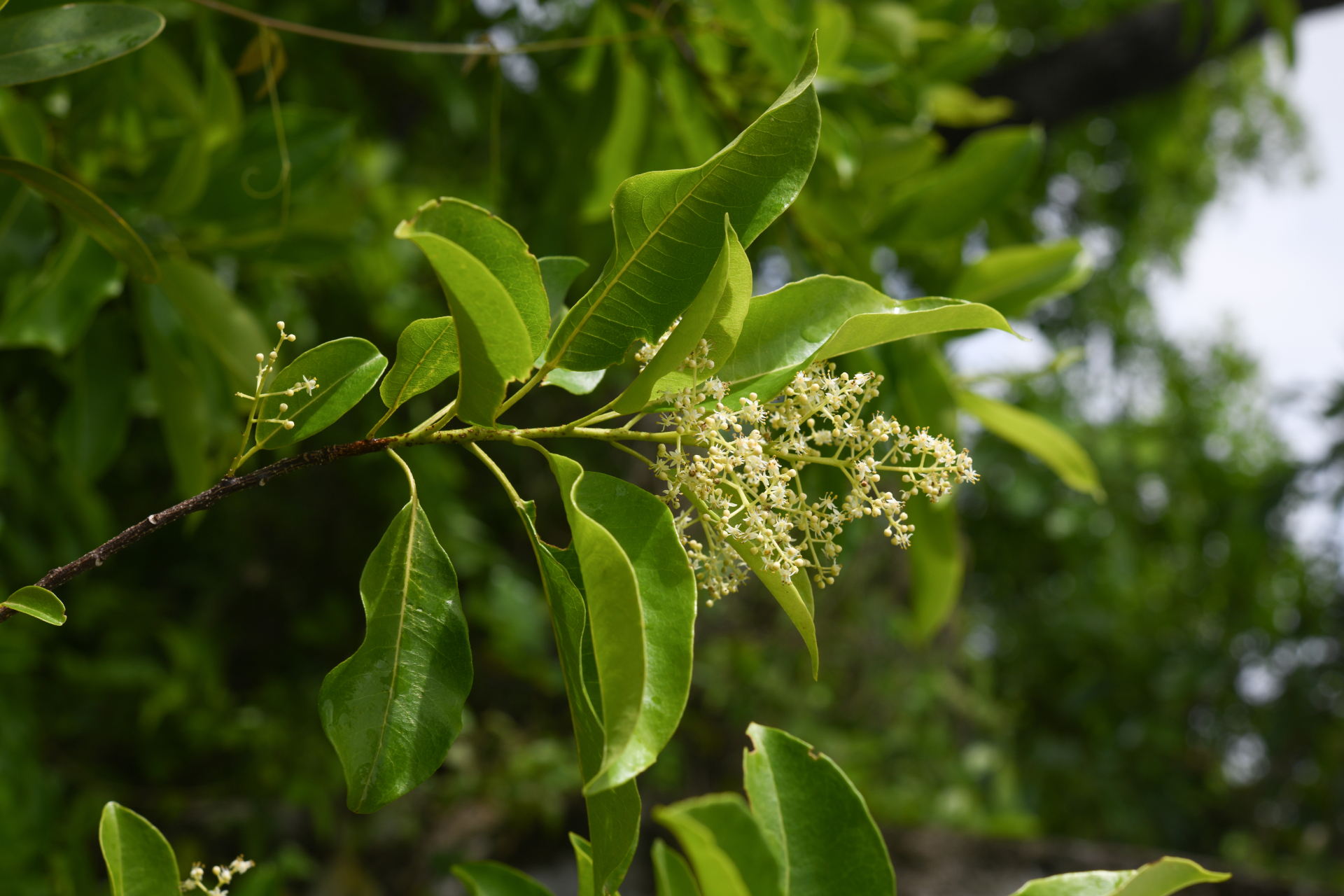 Zanthoxylum monophyllum (Lam.) P.Wilson - Photo Bivouac Naturaliste