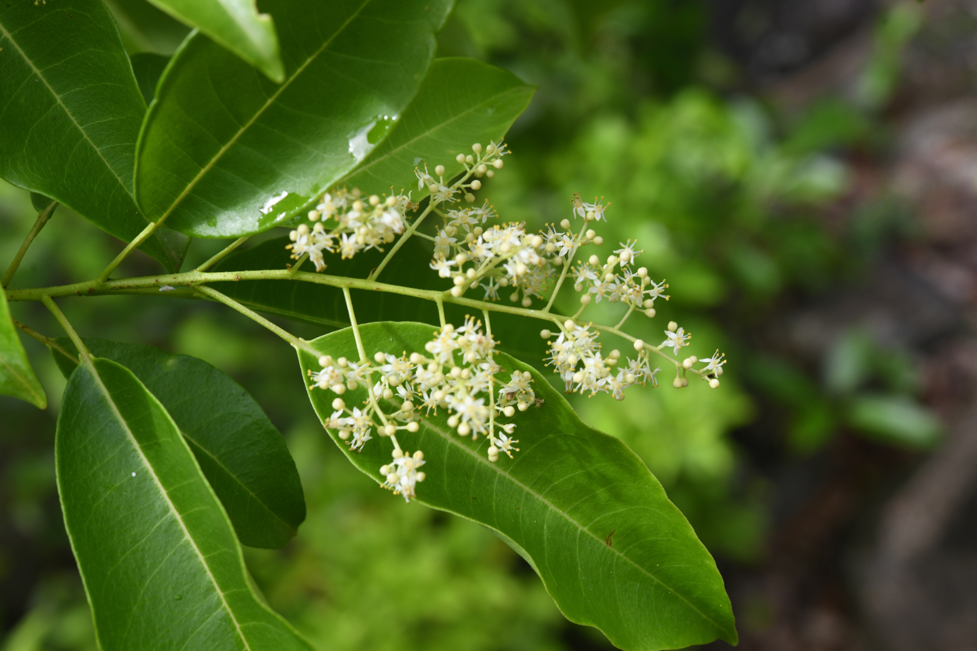 Zanthoxylum monophyllum (Lam.) P.Wilson - Photo Bivouac Naturaliste