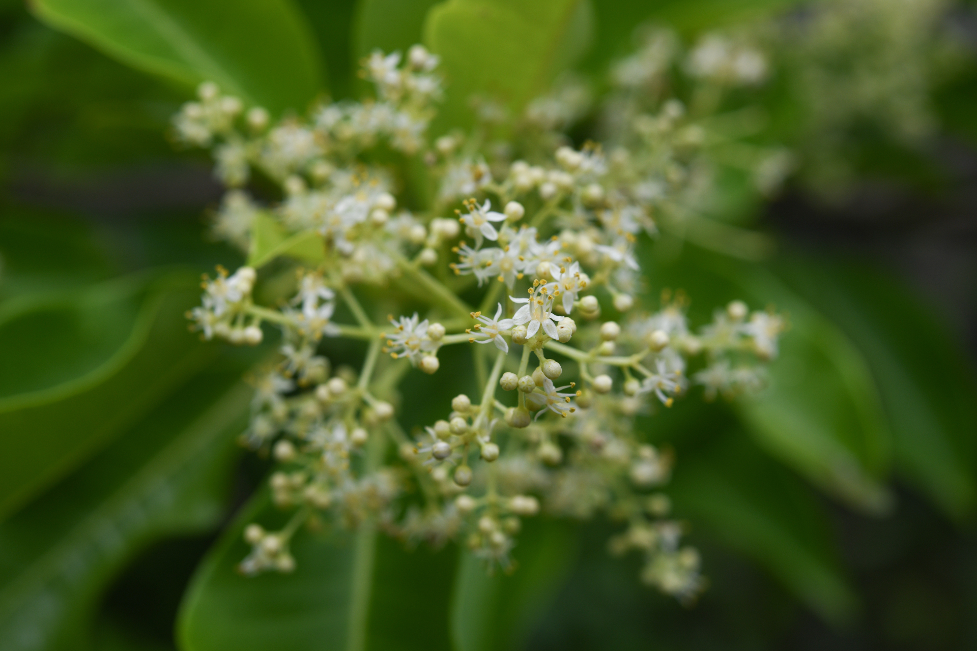 Zanthoxylum monophyllum (Lam.) P.Wilson - Photo Bivouac Naturaliste