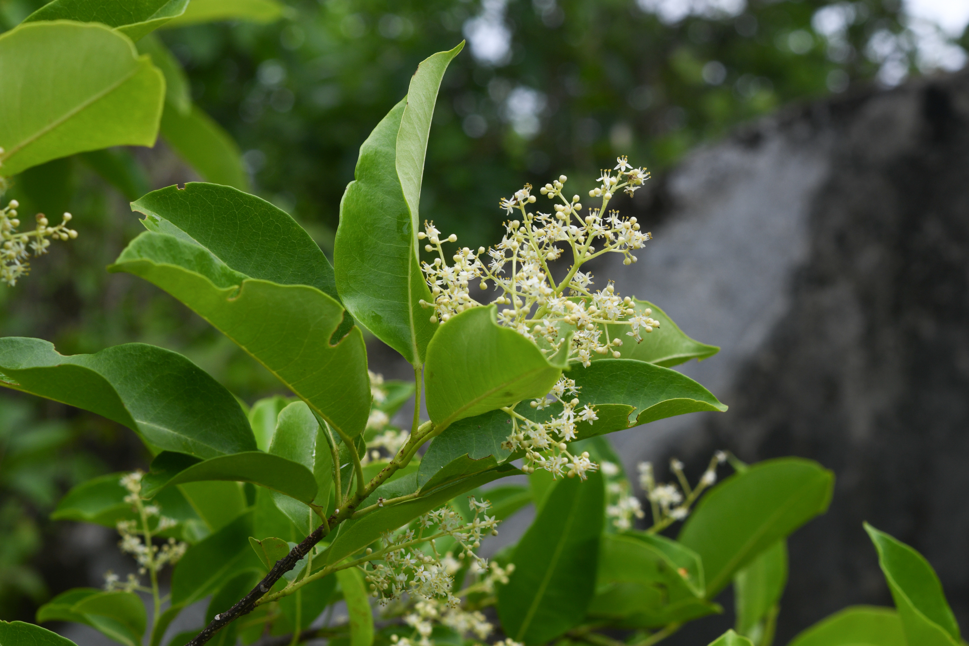 Zanthoxylum monophyllum (Lam.) P.Wilson - Photo Bivouac Naturaliste