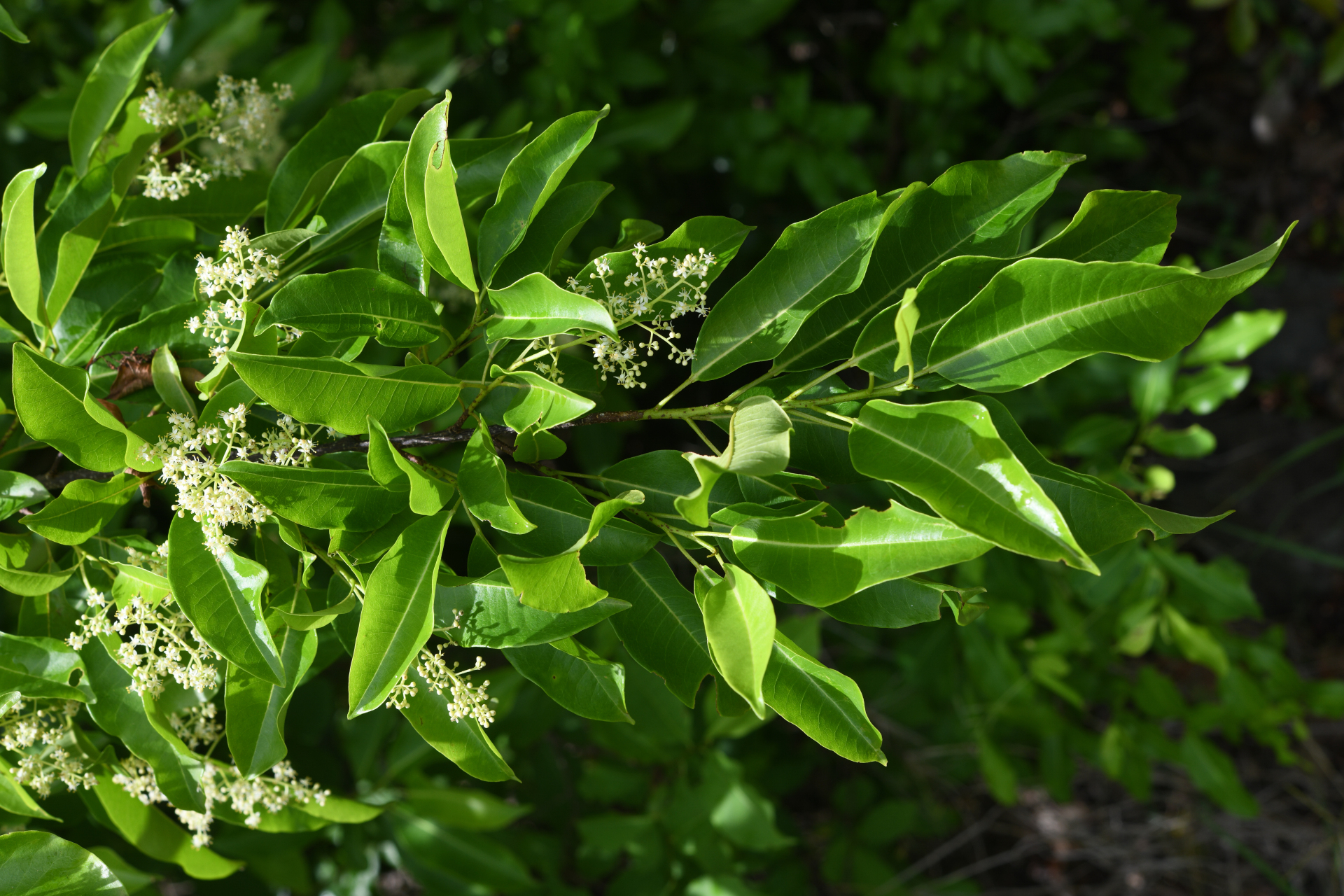 Zanthoxylum monophyllum (Lam.) P.Wilson - Photo Bivouac Naturaliste