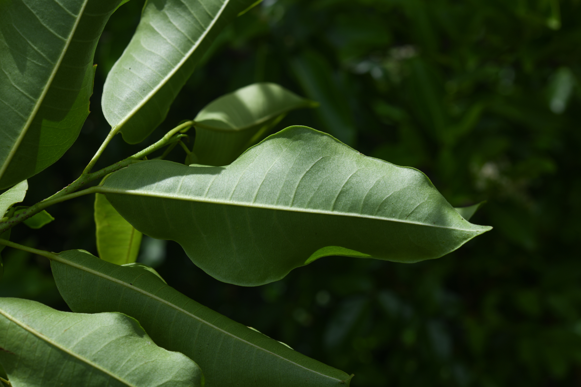 Zanthoxylum monophyllum (Lam.) P.Wilson - Photo Bivouac Naturaliste