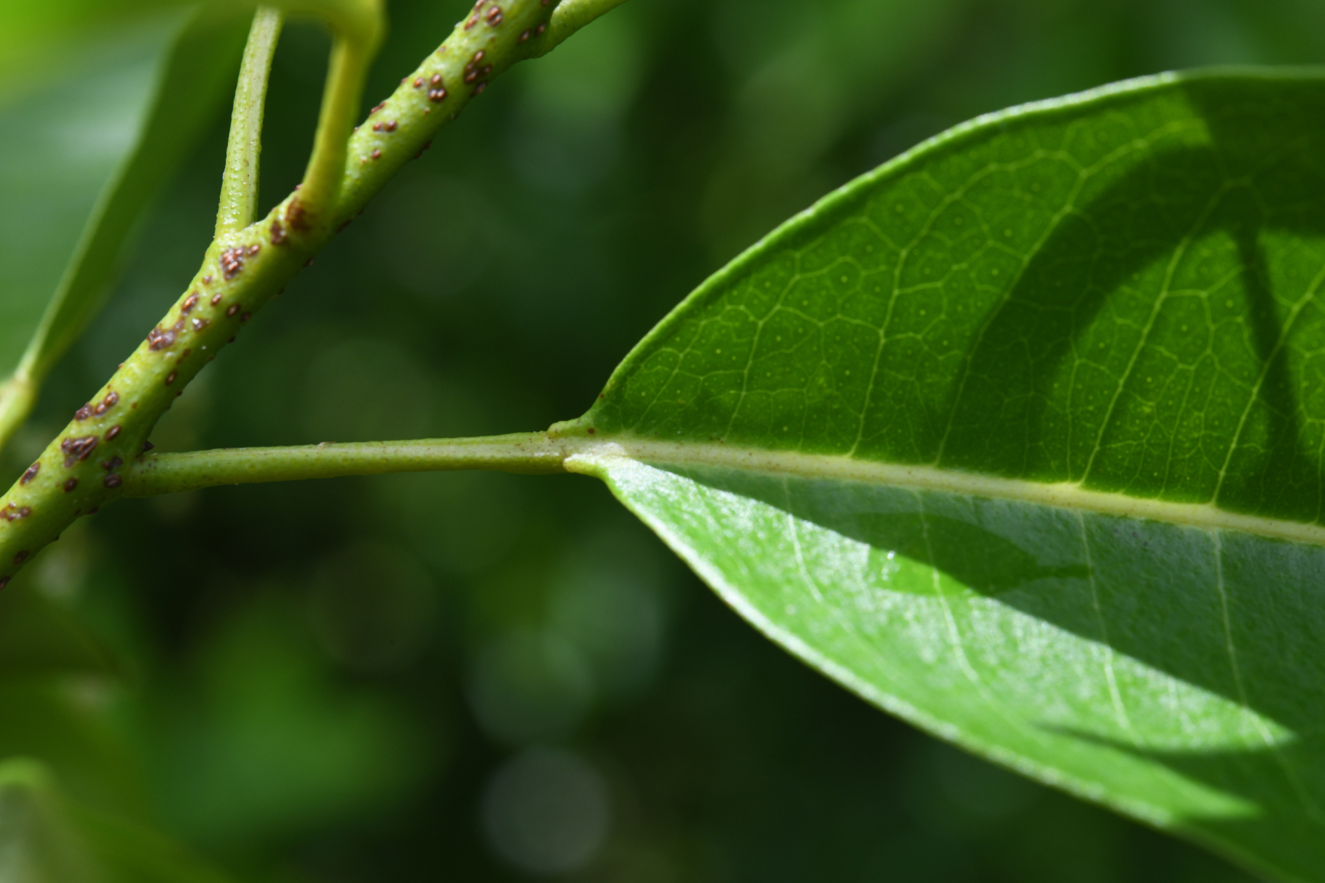 Zanthoxylum monophyllum (Lam.) P.Wilson - Photo Bivouac Naturaliste