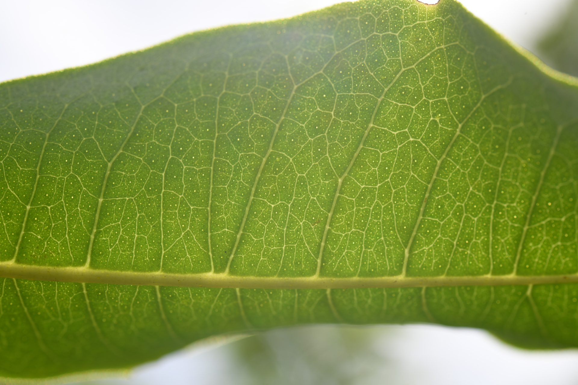 Zanthoxylum monophyllum (Lam.) P.Wilson - Photo Bivouac Naturaliste