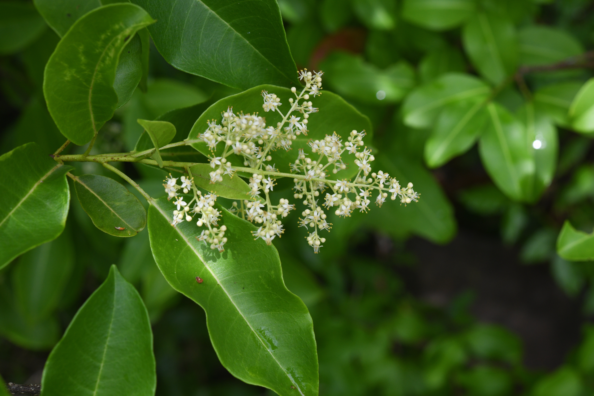 Zanthoxylum monophyllum (Lam.) P.Wilson - Photo Bivouac Naturaliste