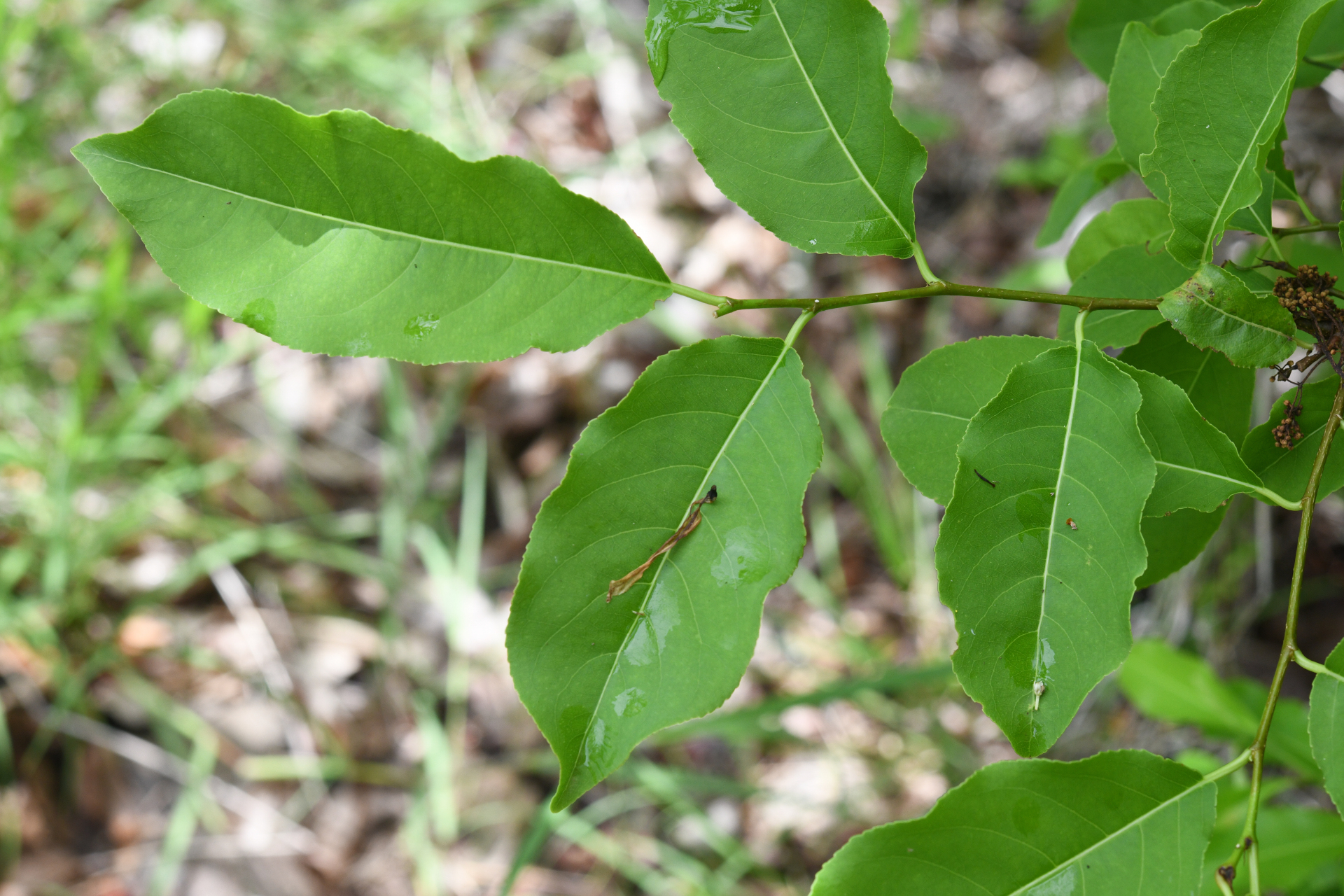 Zanthoxylum monophyllum (Lam.) P.Wilson - Photo Bivouac Naturaliste