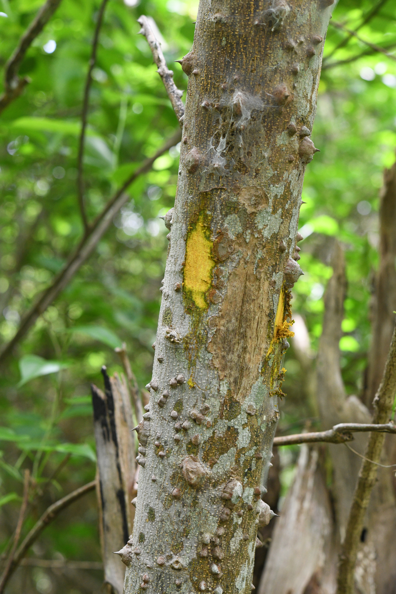 Zanthoxylum monophyllum (Lam.) P.Wilson - Photo Bivouac Naturaliste