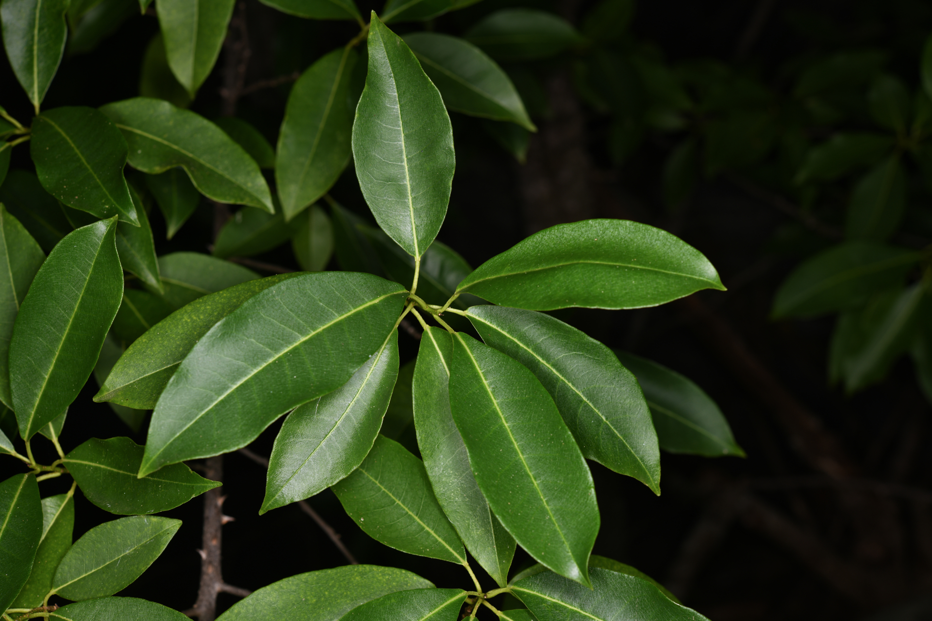 Zanthoxylum monophyllum (Lam.) P.Wilson - Photo Bivouac Naturaliste
