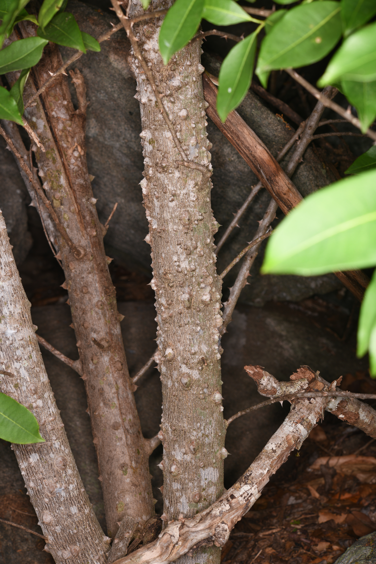Zanthoxylum monophyllum (Lam.) P.Wilson - Photo Bivouac Naturaliste