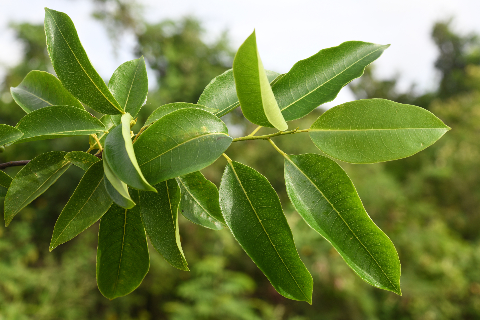 Zanthoxylum monophyllum (Lam.) P.Wilson - Photo Bivouac Naturaliste