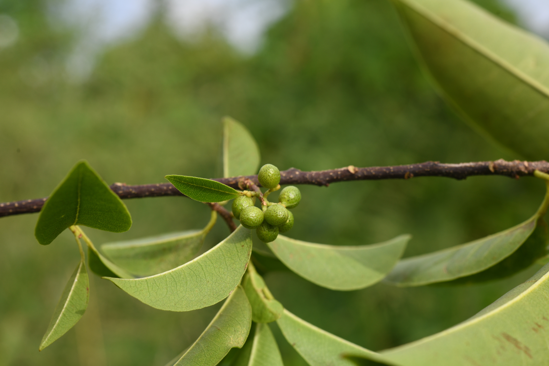 Zanthoxylum monophyllum (Lam.) P.Wilson - Photo Bivouac Naturaliste