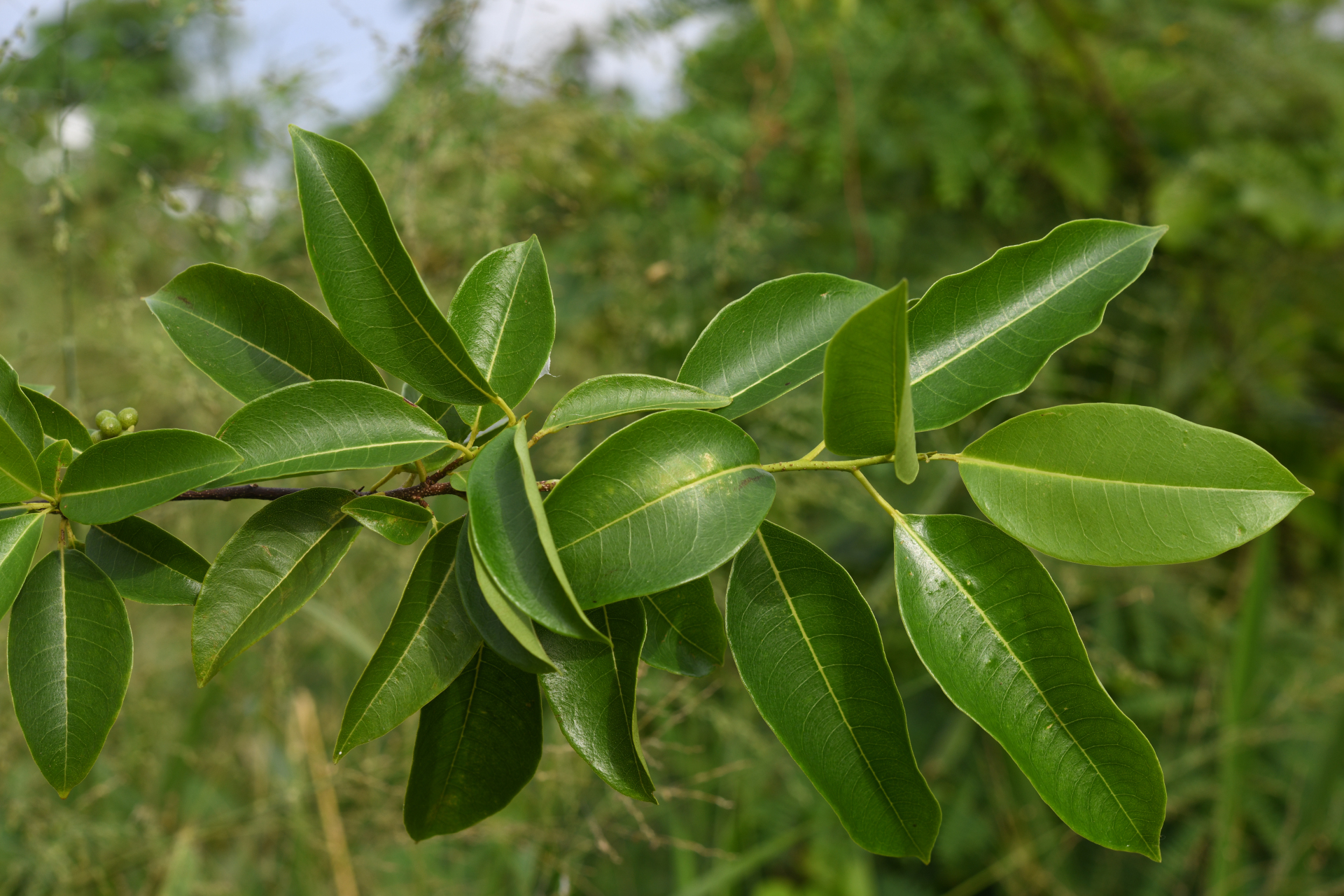 Zanthoxylum monophyllum (Lam.) P.Wilson - Photo Bivouac Naturaliste