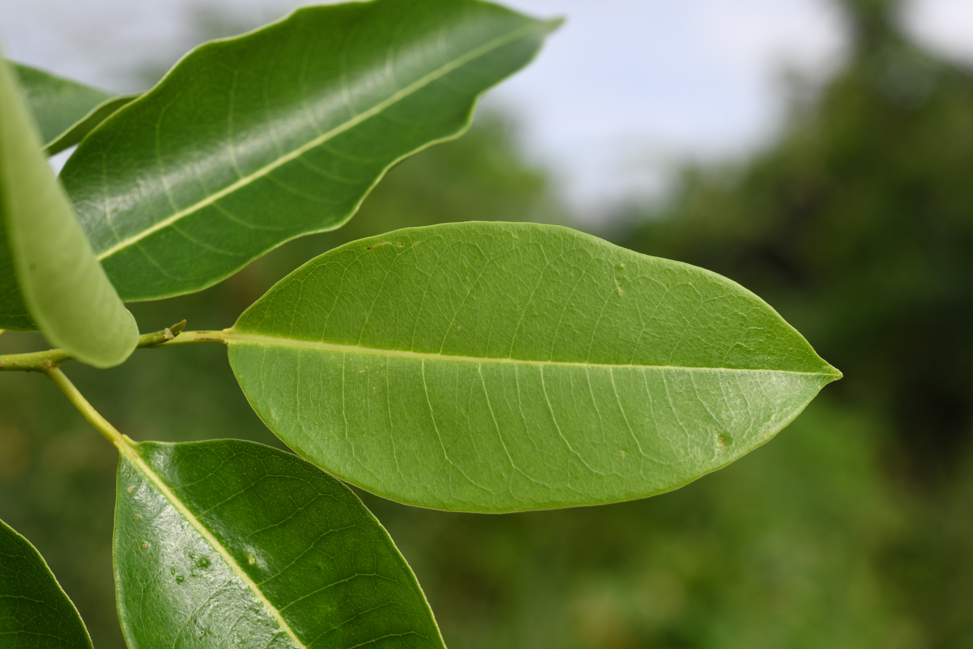 Zanthoxylum monophyllum (Lam.) P.Wilson - Photo Bivouac Naturaliste