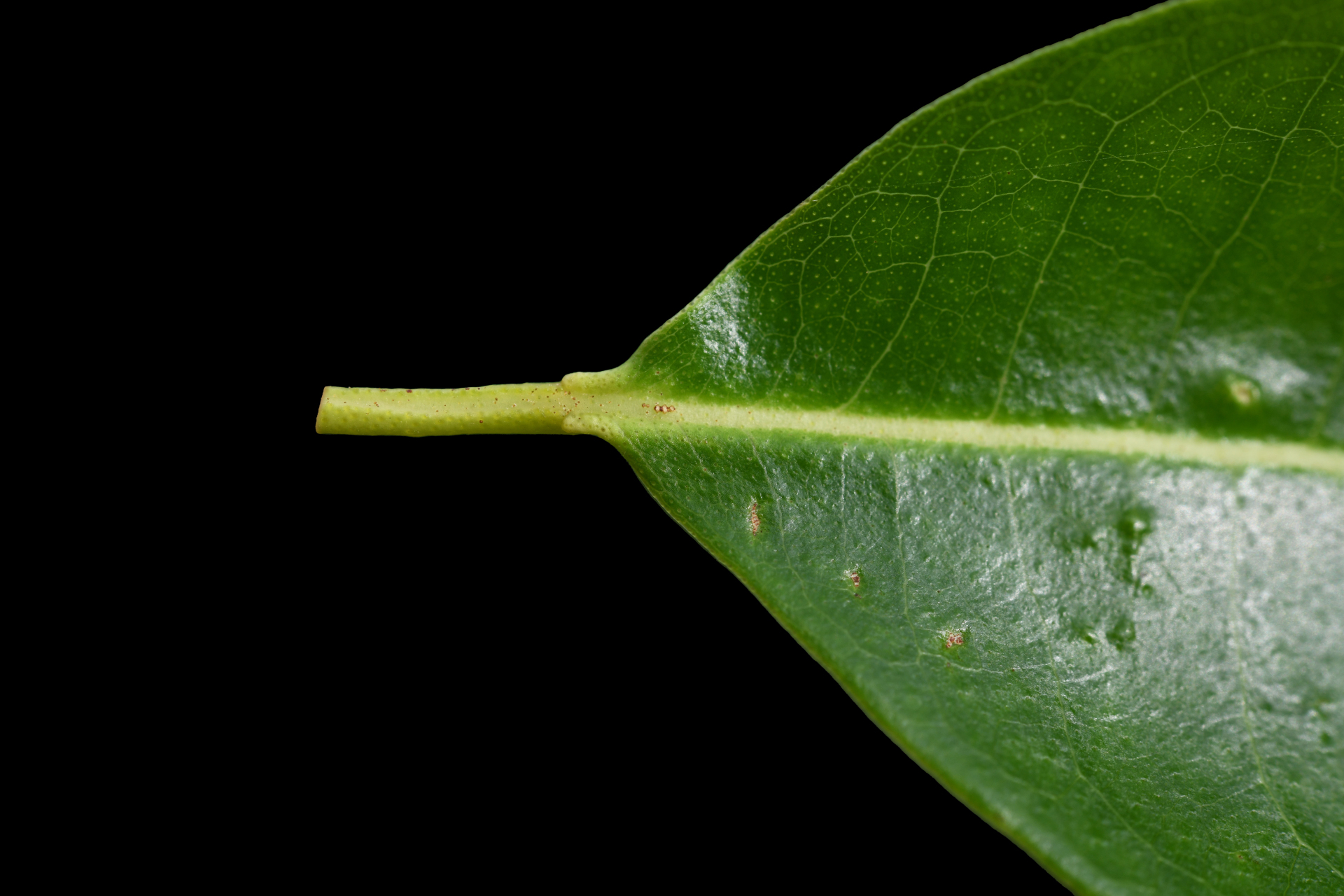 Zanthoxylum monophyllum (Lam.) P.Wilson - Photo Bivouac Naturaliste