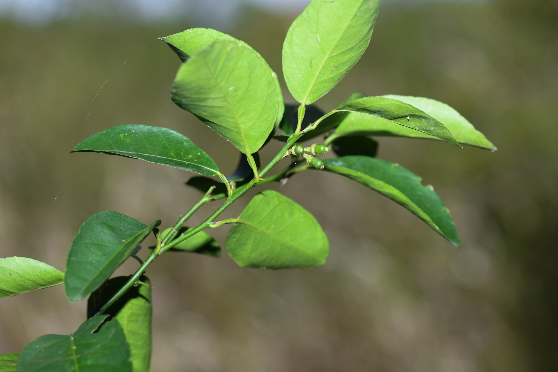Citrus ×limon (L.) Osbeck - Photo Bivouac Naturaliste