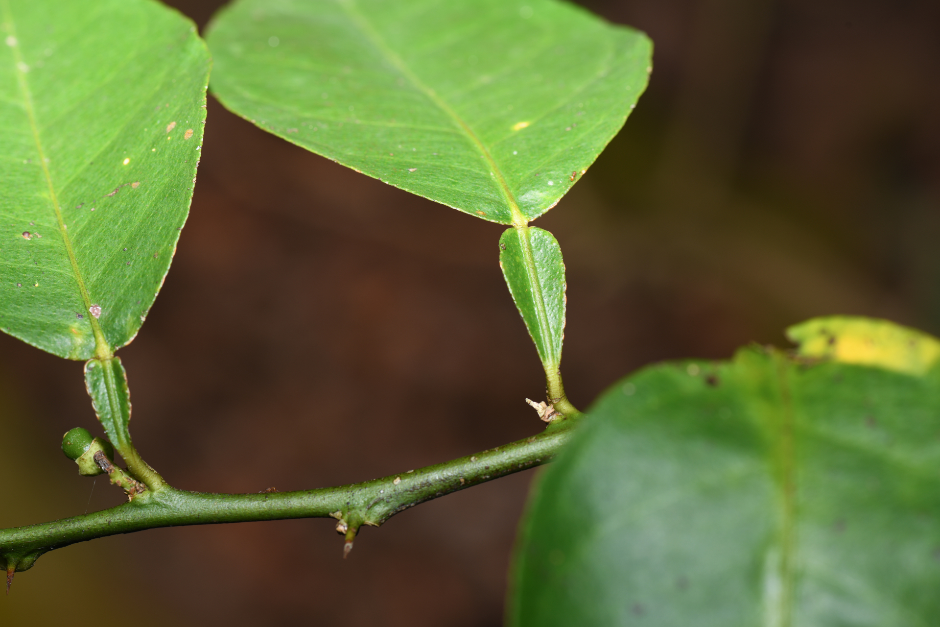 Citrus ×limon (L.) Osbeck - Photo Bivouac Naturaliste