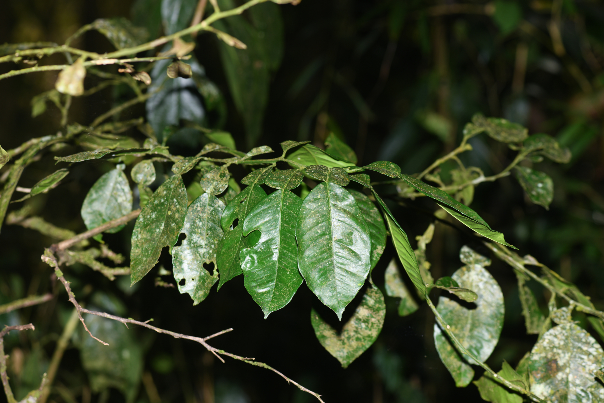 Citrus ×aurantium L. - Photo Bivouac Naturaliste