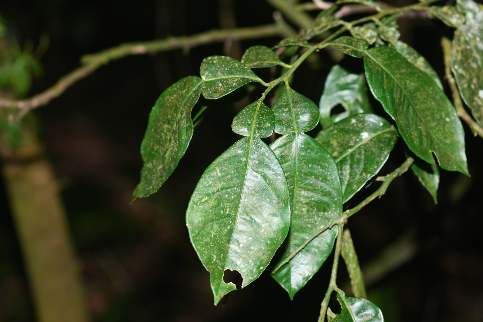 Citrus ×aurantium L. - Photo Bivouac Naturaliste