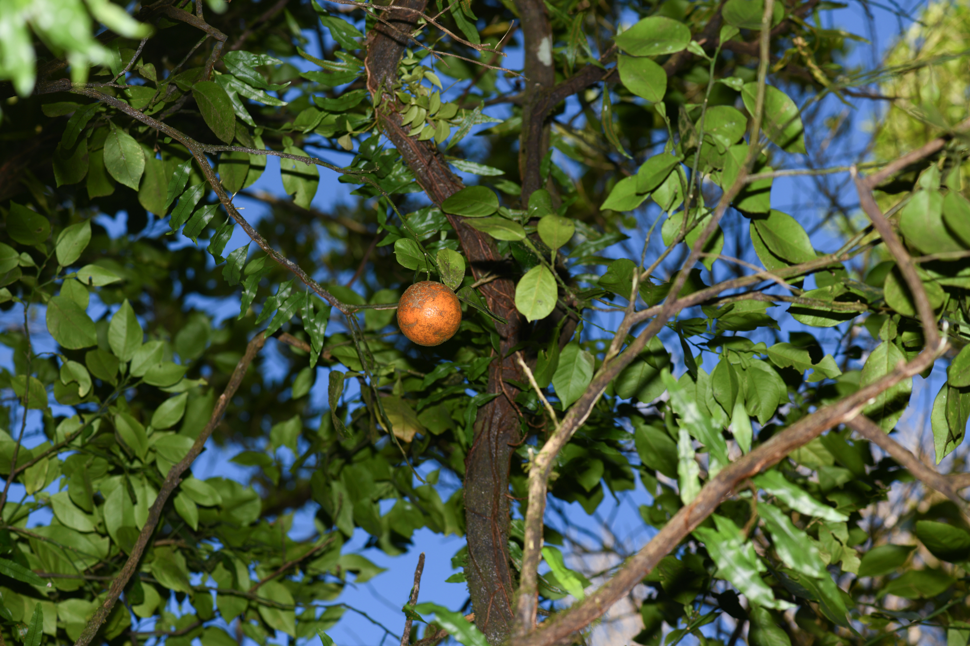 Citrus ×aurantium L. - Photo Bivouac Naturaliste