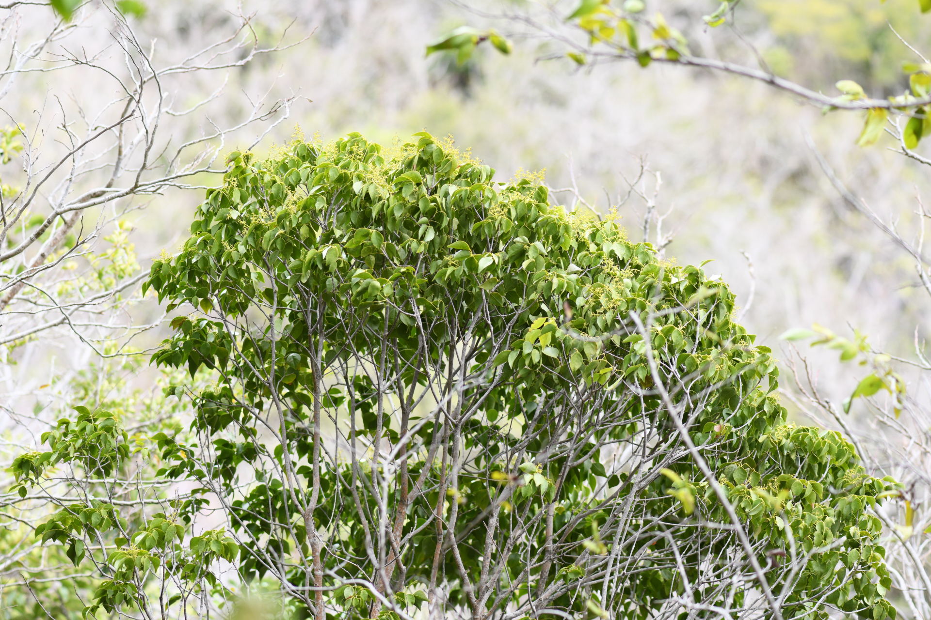 Amyris elemifera L. - Photo Bivouac Naturaliste