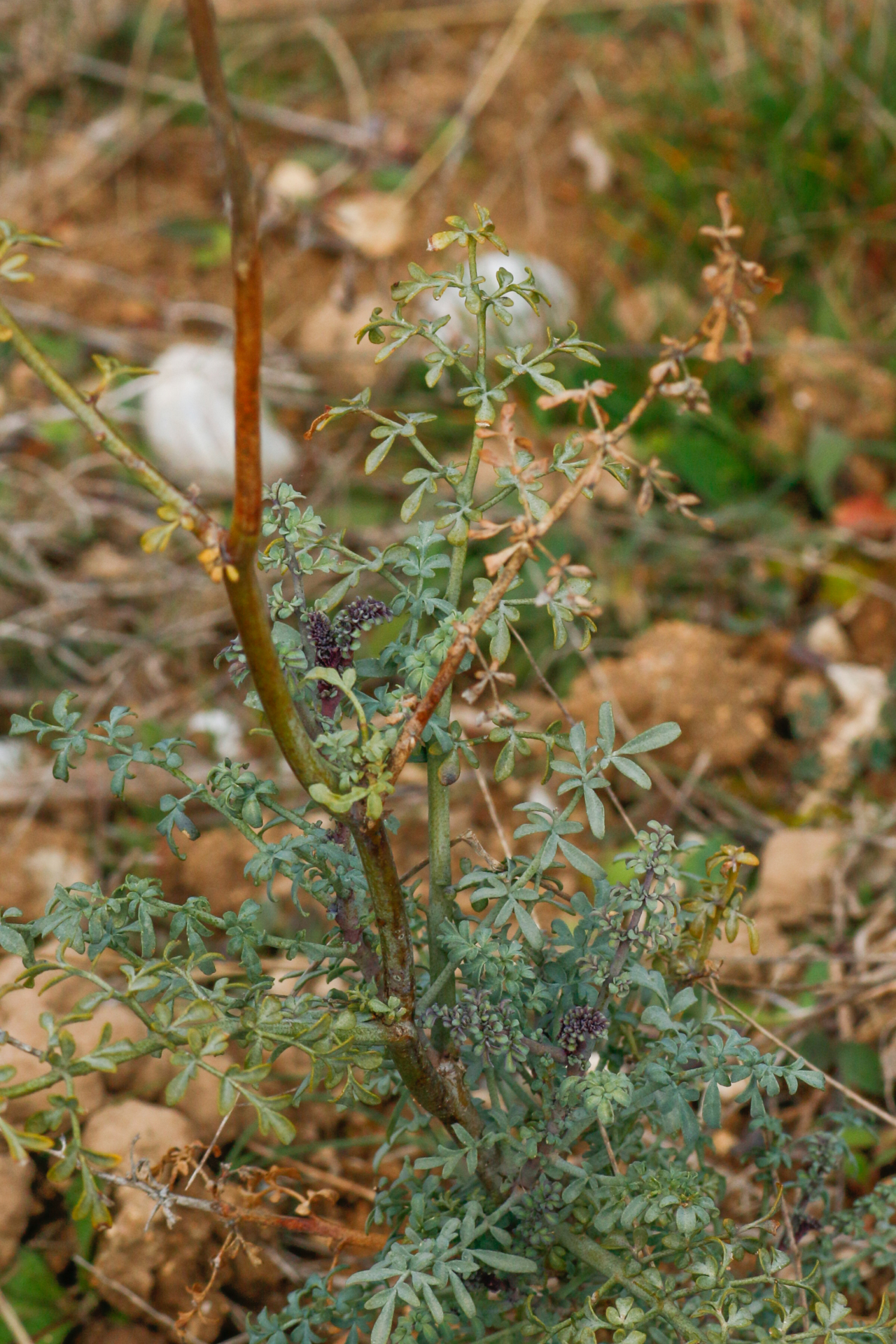 Ruta angustifolia Pers. - Photo Bivouac Naturaliste