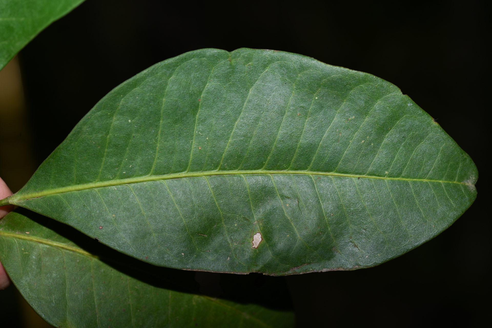 Pilocarpus racemosus Vahl - Photo Bivouac Naturaliste