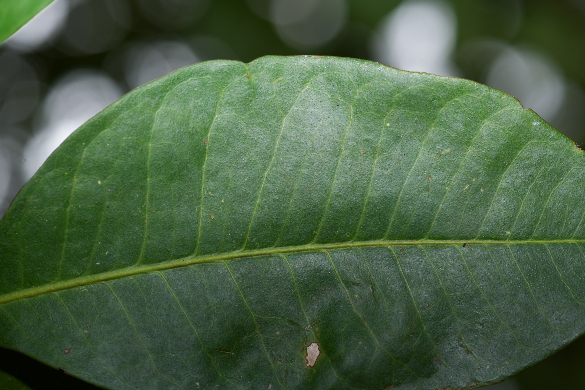 Pilocarpus racemosus Vahl - Photo Bivouac Naturaliste