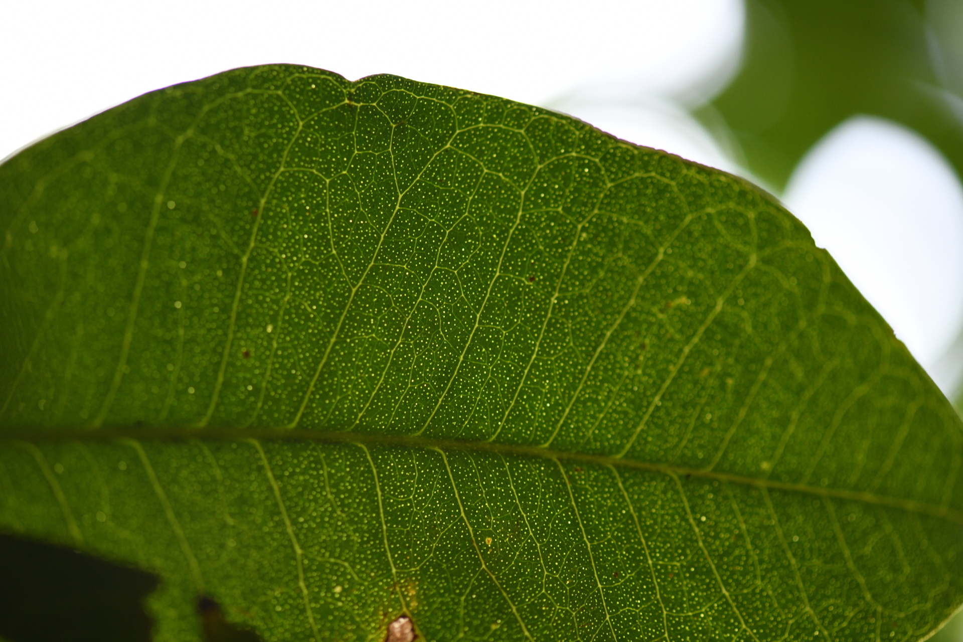 Pilocarpus racemosus Vahl - Photo Bivouac Naturaliste