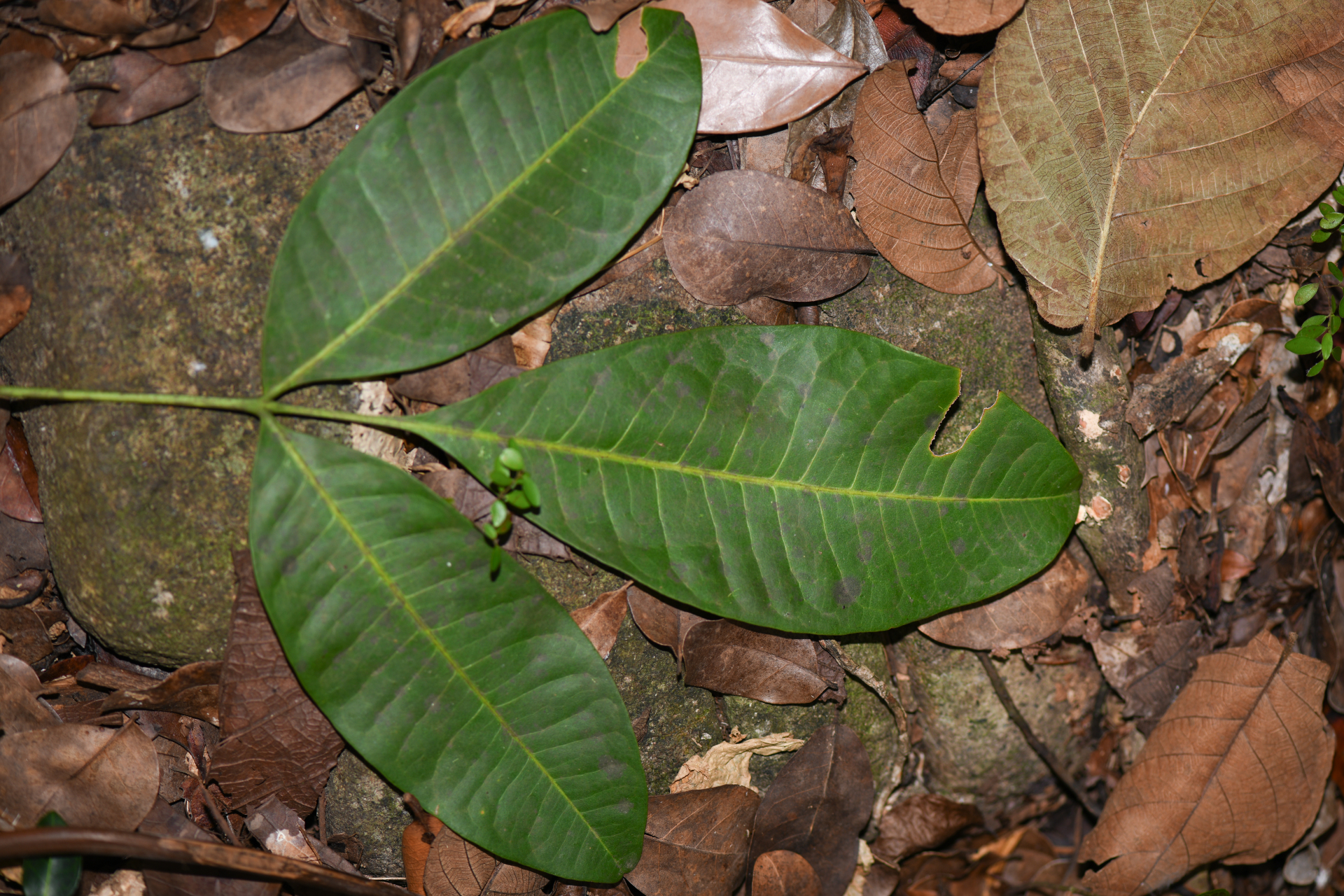 Pilocarpus racemosus Vahl - Photo Bivouac Naturaliste