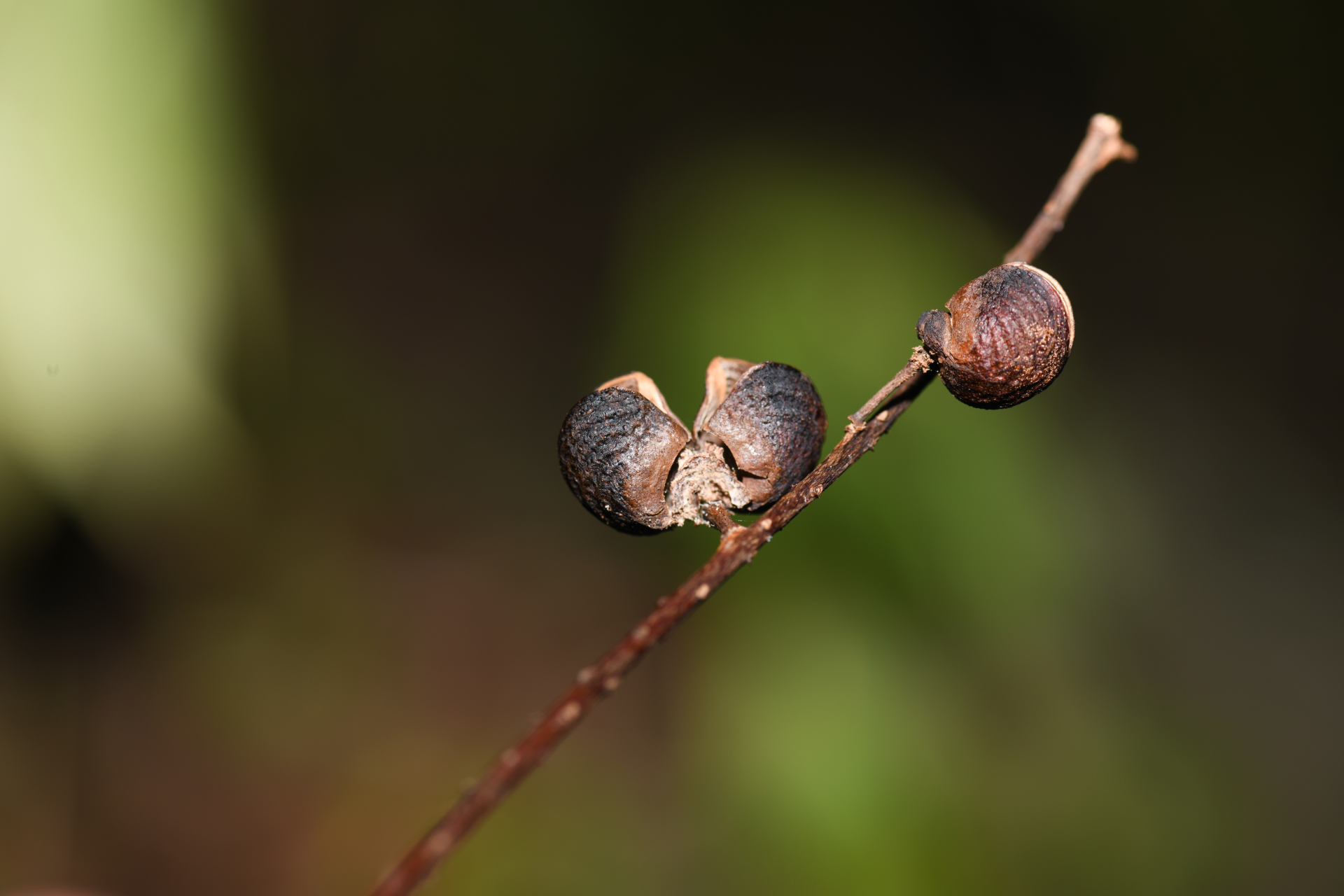 Pilocarpus racemosus Vahl - Photo Bivouac Naturaliste