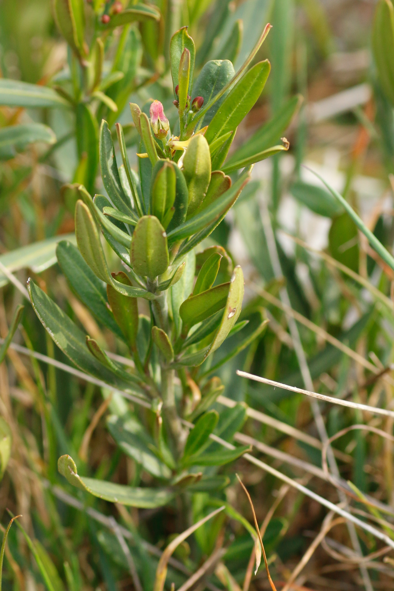 Cneorum tricoccon L. - Photo Bivouac Naturaliste