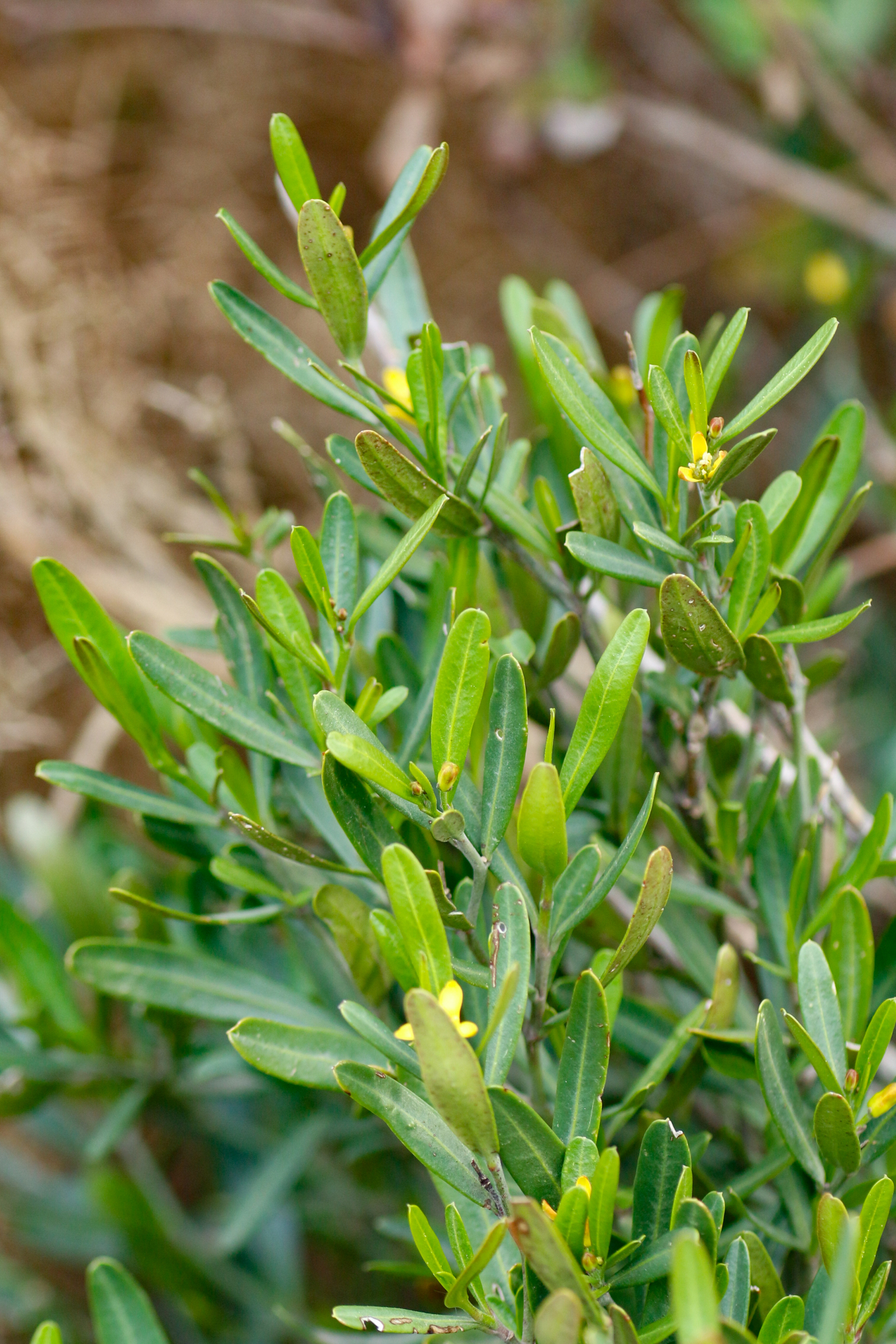 Cneorum tricoccon L. - Photo Bivouac Naturaliste