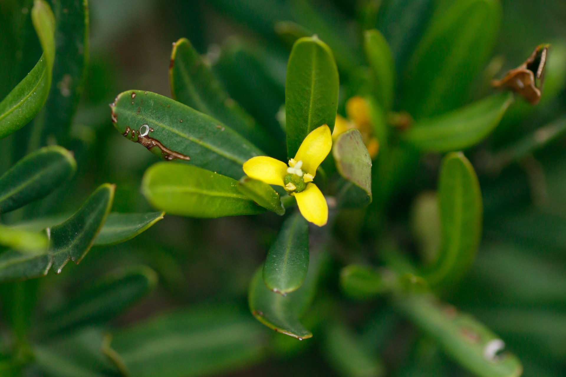 Cneorum tricoccon L. - Photo Bivouac Naturaliste