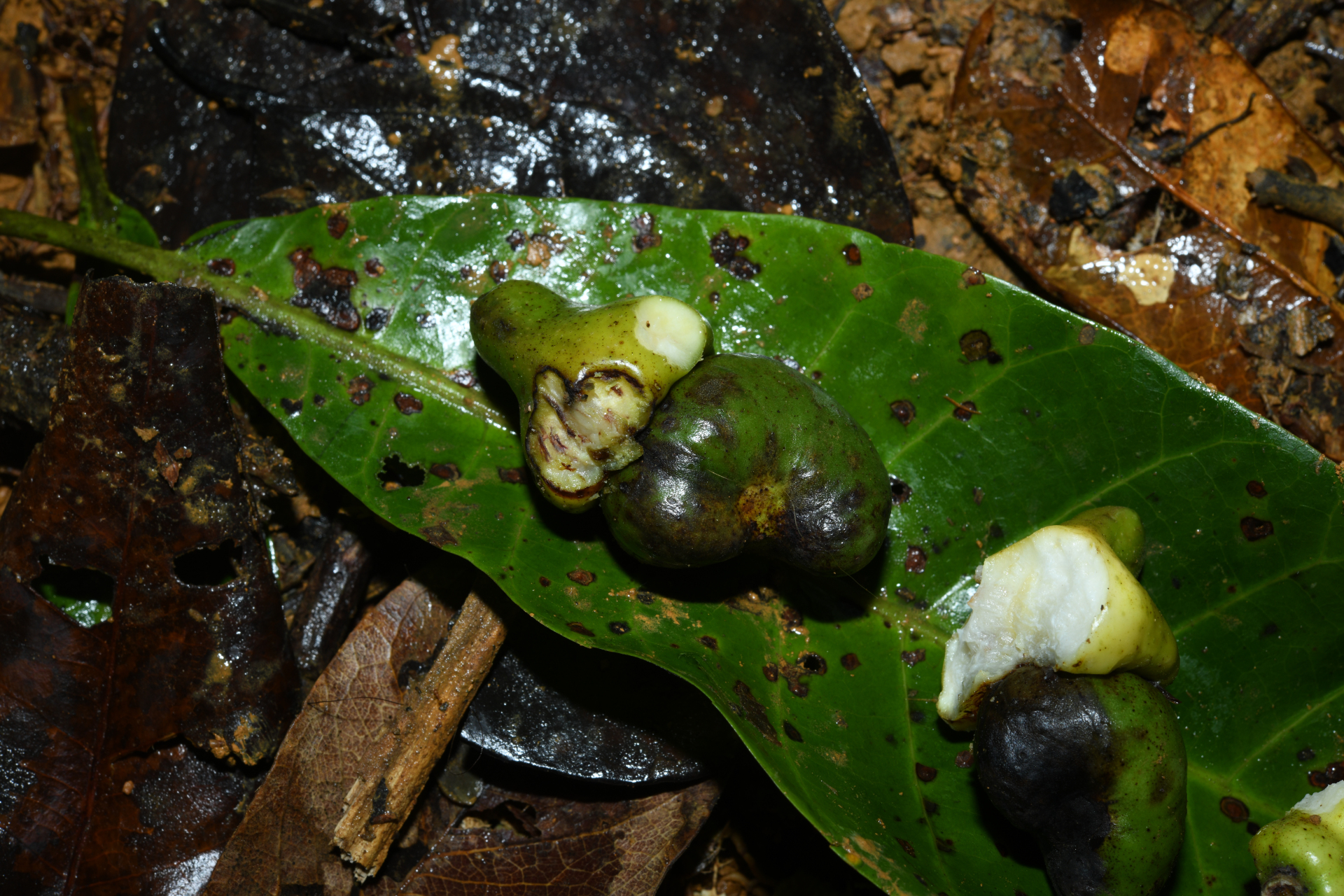 Anacardium spruceanum Benth. ex Engl. - Photo Bivouac Naturaliste